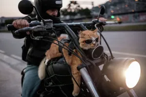 Drucke von Ein Motorradfahrer zeigt seinen 12-jährigen Katzen Chiquinho - der immer mit ihm auf seinem Motorrad in Rio de Janeiro, Brasilien, am 19. Juni 2016 fährt. / AFP PHOTO / YASUYOSHI CHIBA Südamerikanische Kunstdrucke: Brazil-Biker-Cat