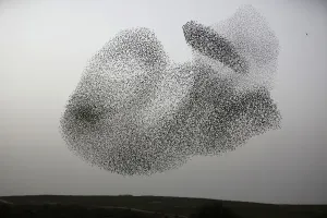 Israel-Birds-Murmuration