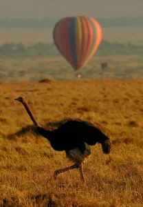 Kenya-Animals-Migration