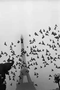 Drucke von Typisch pariser Blick aus den Dreißigern eines Pferdfluges vor der Eiffelturm in einem Nebelumhang B & W Drucke: Flug der Tauben vor dem Eiffelturm