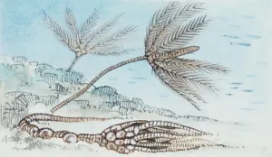 Symbiotic Relationship In Nature Drucke: Reconstruction of crinoid, Echinoderms, Of which fossils have been found, Drawing (photo)