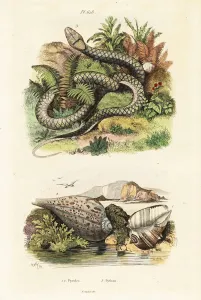 Antique Wildlife Illustrations Drucke: Paper fig shell and amethystine python. 1824-1829 (engraving)