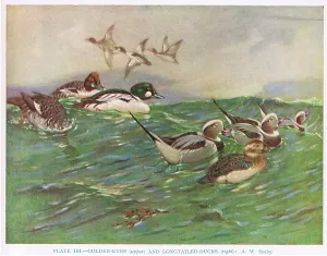 Wildtiere Aquarellbilder Drucke: Goldaugen (oben links) und Lachmöwen
