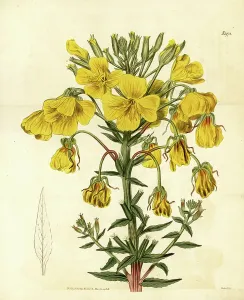 Abendprimel oder Sonnenkuppel, Oenothera corymbosa. Handfarbener Kupferstich von Weddell aus dem Samuel Curtis Botanical Magazine, London, 1818.