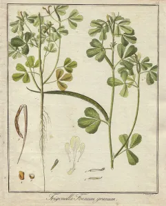 Fenchel (oder Trigonelle oder Senegrasen). Farbiger Kupferstich, in Botanique Medicinale (erschienen in Berlin, Deutschland, 1822) von Dr. Friedrich Gottlob Haynes (1763-1832), deutscher Botaniker und Apotheker. Fenchel, Trigonella foenum graecum