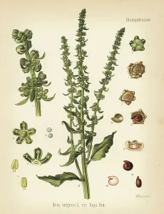 Bodenpflanze ist Betta Vulgaris var. Rapa. Chromolithographie nach einer botanischen Zeichnung von Walther Muller aus Hermann Adolph Koehlers Medizin-Pflanzen bearbeitet von Gustav Pabst, Koehler, Deutschland 1887