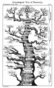 Evolutionsschema in Form eines Baumes dargestellt.