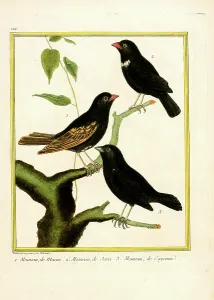 Tropical Birds Drucke: Sparrows from Macao, Java, and Cayenne (print)
