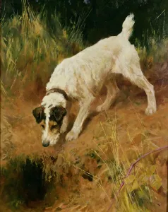 Foxy Terrier