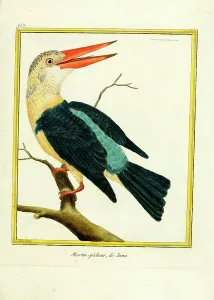 Ornithological Illustrations Drucke: Kingfisher from Java (print)