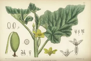 Botanical Illustrations David Blair Drucke: Squirting cucumber or exploding cucumber