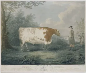 Drucke von AJ211642 Die Durham Ox von J Claude Monet Drucke: Die Durham-Ox, von J.Wessel gezeichnet 1802 (Farbholzstich)
