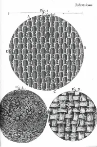 Science Illustration Drucke: Micrographia