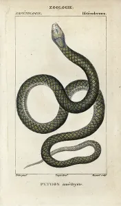Copperplate Stipple Art Drucke: Amethystine or scrub python, amethyst python