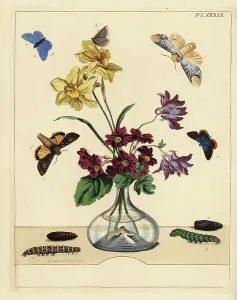 Butterfly Metamorphosis Drucke: Buff tip moth, Phalera bucephala