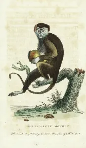 Diana-Monkey, Cercopithecus diana, hält eine große Birne. Gefährdet. (Hare-lippen-Monkey, Cercopithecus faunus) Handkolorierter Kupferstich aus The Naturalists Pocket Magazine, Harrison, London 1800