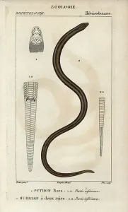 Copperplate Stipple Engraving Drucke: Indian python, python bora, Python molurus