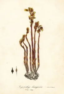 Monotropa Hypopitys Drucke: Dutchmans pipe, false beech-drops