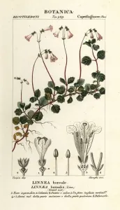 Zweiblütchen, Linnaea borealis