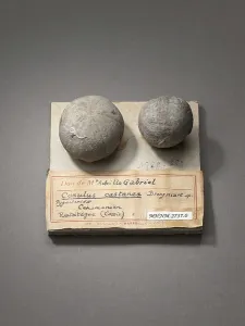 Paleontology Images Drucke: Conulus castanea (Echinoderms), Natural History Museum of Marseille