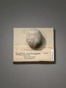 Paleontology Images Drucke: Pygaulus macropygus (Echinodermes), Natural History Museum of Marseille