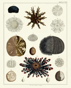 Colourful Sea Creatures Drucke: Various Echinoderms (print)