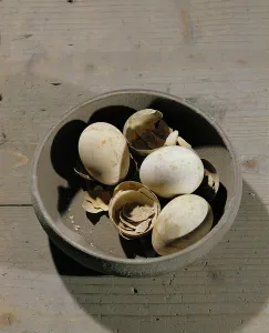 Italian Sculpture Drucke: Eggs, conserved under the ashes of the eruption