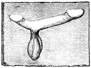 Doppelphallus aus der Schauseite eines Vomitoriums (Ausgangsgang)
