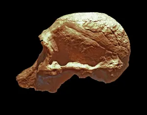 Ancient Human Ancestor Drucke: Australopithecus Africanus