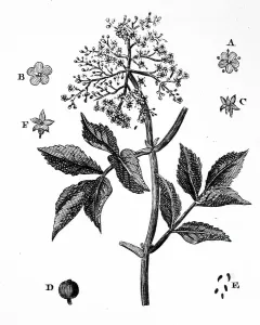 European Black Elder Drucke: A sample of Elder