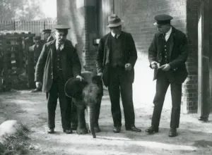 Vintage Animal Photos Drucke: Newly arrived baby Pygmy Forest Elephant Tiny, with her keepers Robertson