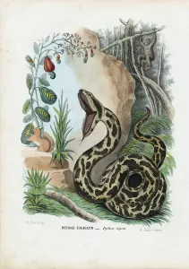 Indischer Python, 1863-79 (Farbdruck)