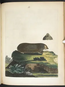 Rare Animal Illustrations Drucke: Variable Mole
