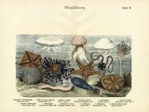 Echinodermen, ca. 1860 (farbige Lithographie).