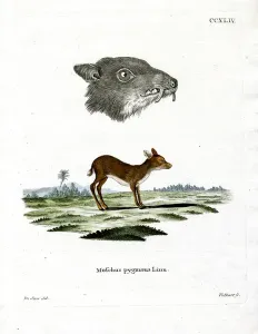 Antique Animal Illustrations Online Drucke: Java Mouse-Deer (coloured engraving)