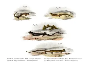 Rote Bauch-Salamander (Farbdruck Lithographie)
