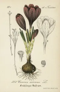 Historical Flower Illustrations Drucke: Crocus of Naples or Crocus Spring or Spring - Spring crocus