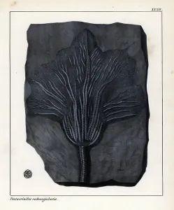 Prehistoric Animal Art Drucke: Fossil of Pentacrinites subangularis