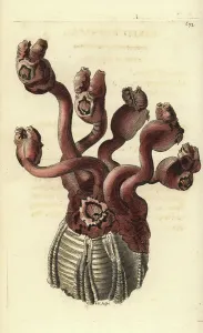 Richard Polydore Nodder Artist Drucke: Goose barnacle, Conchoderma auritum (Eared barnacle)