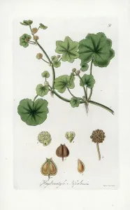 Botanical Illustration History Drucke: Java Umbel - Lithograph by J. Swan