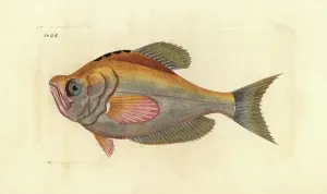Richard Polydore Nodder Art Drucke: Poisson perciforme