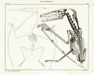 Lorenz Oken Natural History Drucke: Skeleton of an extinct pterodactyl