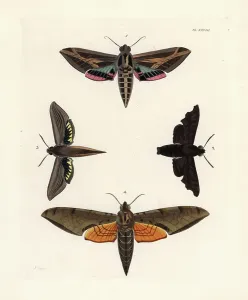 Exotic Entomology Illustrations Drucke: Vine sphinx moth, Eummorpha vitis 1