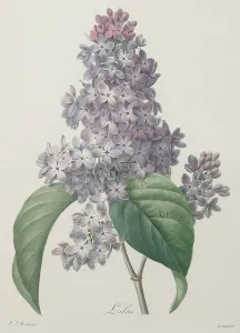 Drucke von UIG2901478 Lilien; (add.info.: Lilien.); Buyenlarge Archive/UIG Jean-Honore Fragonard Drucke: Lilacs