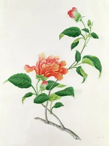 Botanical Plant Illustrations Drucke: Hibiscus