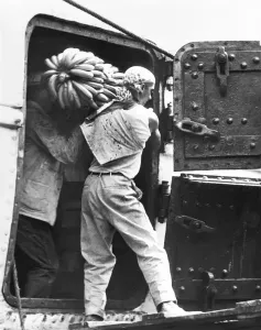 Latin American Photography Drucke: Workers Loading Bananas, Veracruz, 1927 (b / w photo)