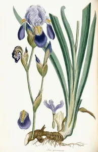 Iris germanica, 1847 (händisch gefärbte Lithographie)