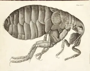 Insect Anatomy Drucke: Cross-section of a Flea from Micrographia, pub. 1665 (engraving)