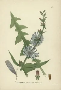 Chichorium intybus