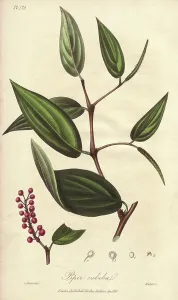 Cubeb Pepper Drucke: Cubeb or Java pepper, Piper cubeba